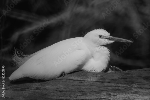 Little Egret resting on a Bench