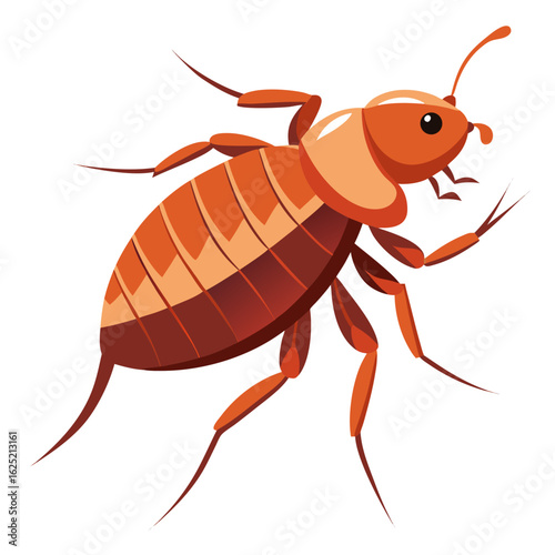 cockroach isolated on white background
