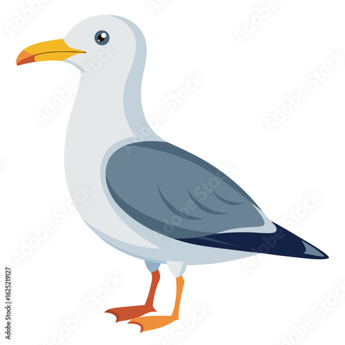 seagull isolated on white background