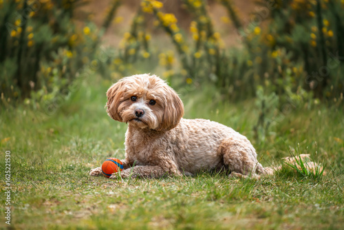 Cute Cavapoo in the forest in Ascot near Windsor Great Park on the grass looking curious