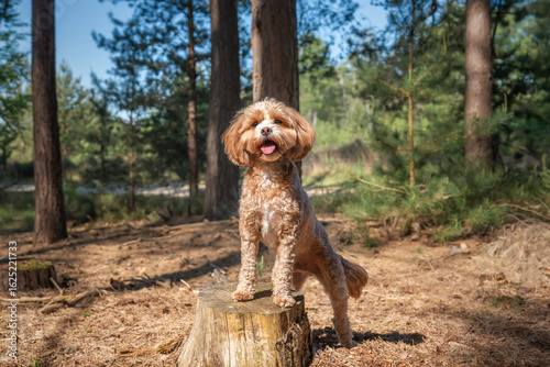 Cute Cavapoo in the forest in Ascot near Windsor Great Park posing on a tree stump