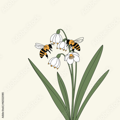 Two busy bees gathering nectar from delicate spring snowdrop flowers