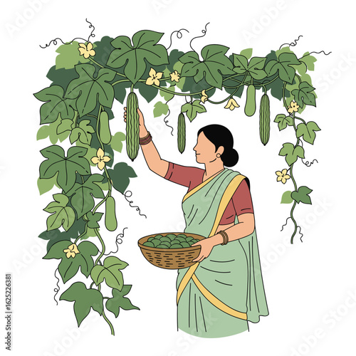 A woman harvests long gourds from a lush vegetable vine arch