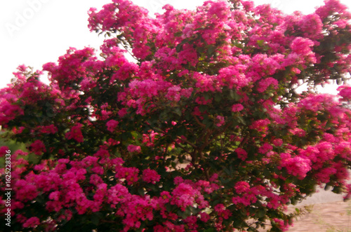 Tuscarora is an attractive crape myrtle with pinkish-red crinkled flowers 
