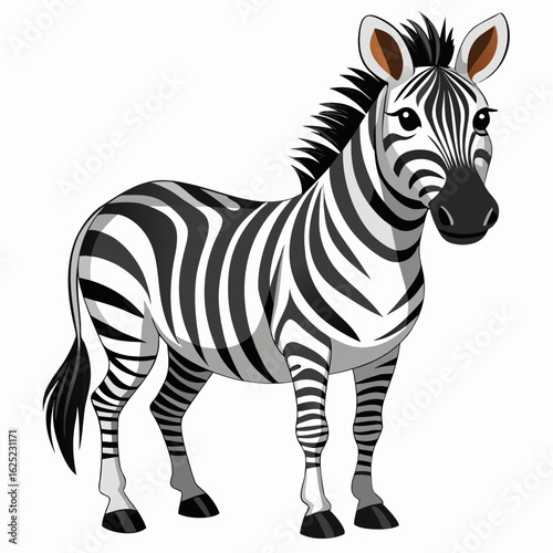 zebra isolated on white background