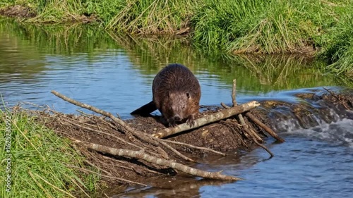 Beaver Building Dam with Sticks and Mud in River Water Habitat