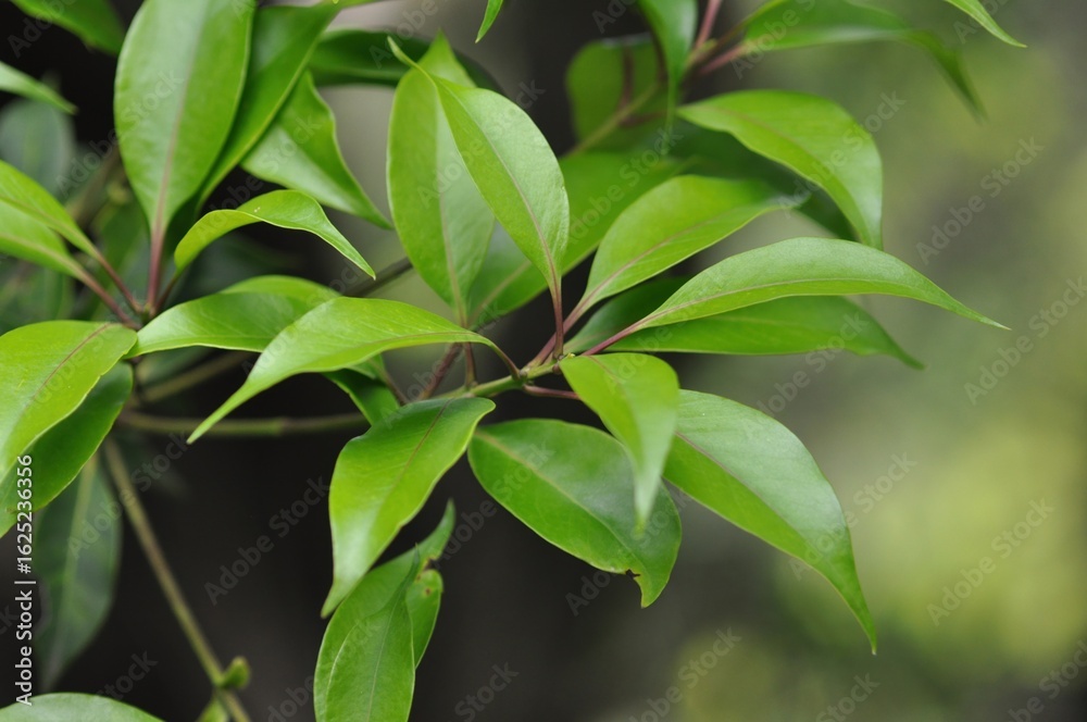 Obraz premium Osmanthus insularis, Bakdalmokseo with leathery green leaves used in traditional Korean herbal medicine. Photographed in Korea.
