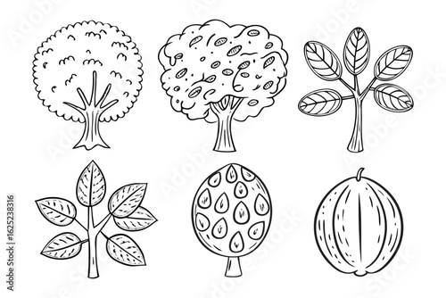 Diverse Trees Illustration: A captivating illustration showcases a variety of trees, each with a unique shape, size, and leaf structure, inviting viewers to explore the beauty of botanical diversity.