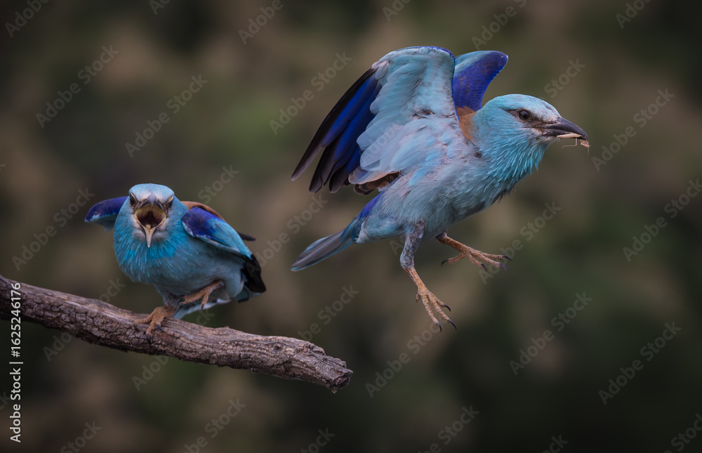 Obraz premium Pair of Squabbling European Rollers