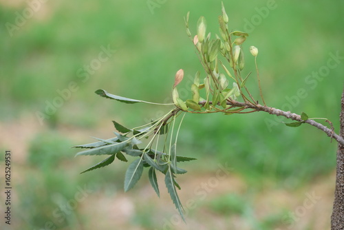 Fraxinus angustifolia, the narrow-leaved ash, is a species of Fraxinus 