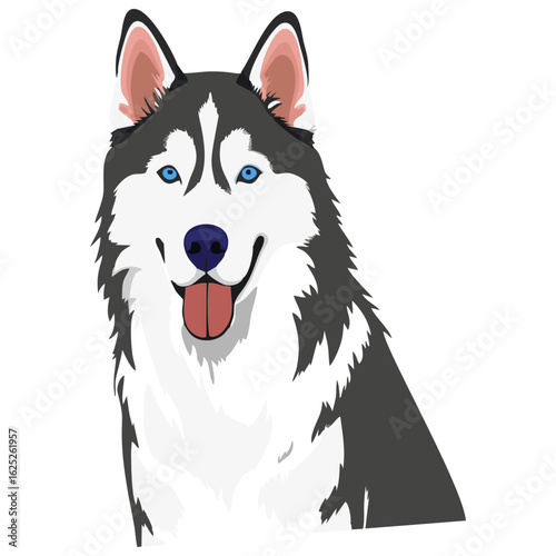 siberian husky dog vector illustration white background