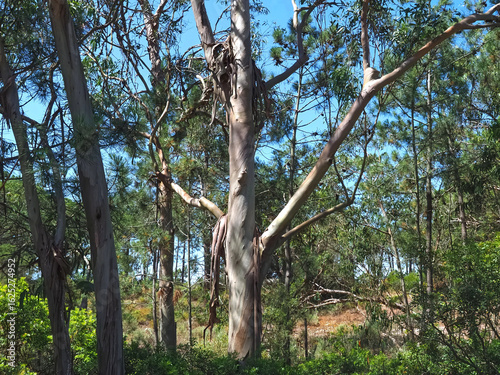 Eucalyptus tree in Portugal is often seen as a cause of forest fires