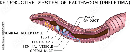 Scheme of reproductive system of earthworm (Pheretima) for biology lessons