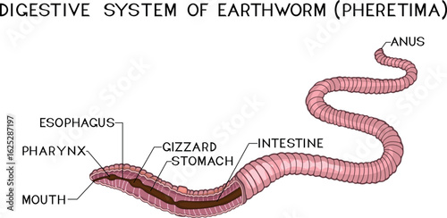 Scheme of digestive system of earthworm (Pheretima) for biology lessons