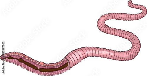 Scheme of digestive system of earthworm (Pheretima) for biology lessons