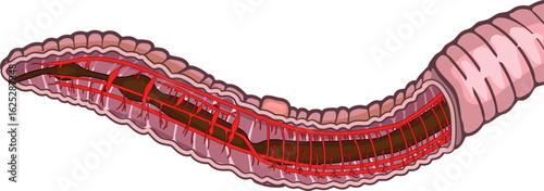 Scheme of circulatory system of earthworm (Pheretima) for biology lessons