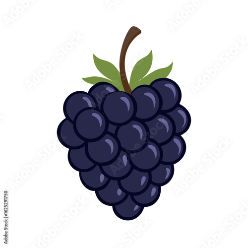 ripe blackberry. isolated dewberry on white background. summer berry of bramble.

