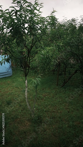 Single tree standing in a natural outdoor setting with surrounding greenery and open environment