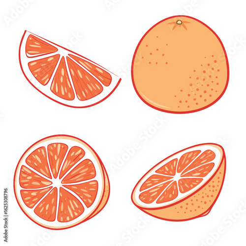 Orange fruit slices and whole fruit vector illustration citrus