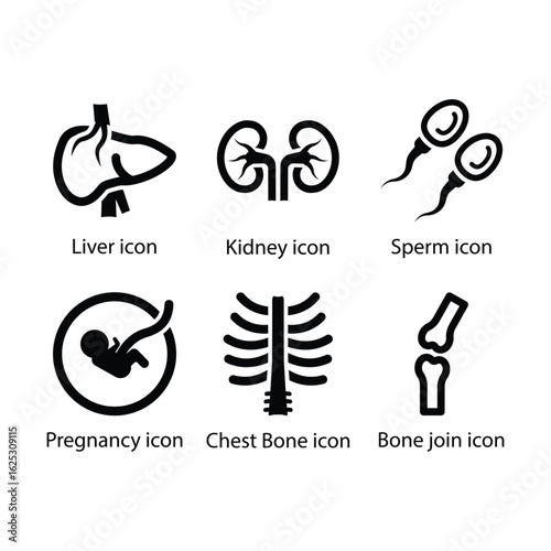 Liver, kidney, sperm, Women pregnancy, Chest Bone, Bone join, icon
