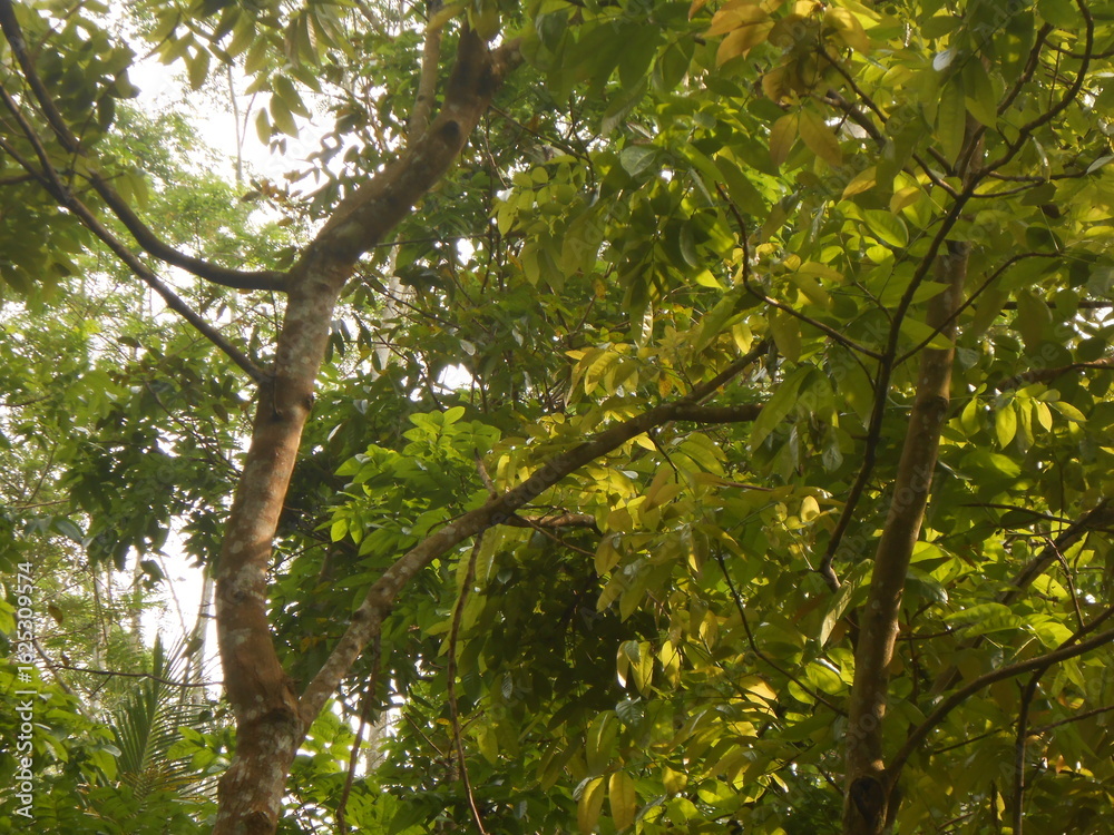 Fototapeta premium A view of a tree canopy with lush green leaves and sunlight filtering through. This image conveys a sense of growth, vitality, and the serene beauty of a natural environment, perfect for nature