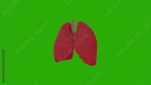 3D realistic human lungs model with intricate anatomical structure, vivid organ texture, dynamically rotating in a full 360-degree spin on vibrant chroma key green screen, detailed respiratory anatomy