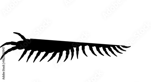 Prehistoric Marine Arthropod Silhouette Illustration. Ancient Invertebrate Fossil Creature Vector Art on White Background.