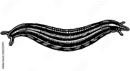 Detailed Engraved Slug Illustration - Black and White Hand Drawn Gastropod Image, Garden Pest, Vintage Style Art