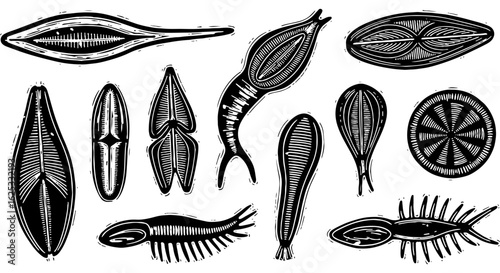 Detailed vintage scientific illustrations of diverse microscopic aquatic organisms, diatoms, and protozoa for biological study.