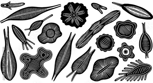 Detailed Vintage Scientific Engraving Style Illustrations of Diverse Microscopic Organisms, Protozoa, and Single-Celled Life