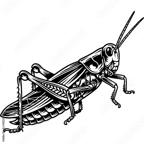 Detailed vintage-style black and white illustration of a grasshopper, an insect known for jumping, isolated on white.