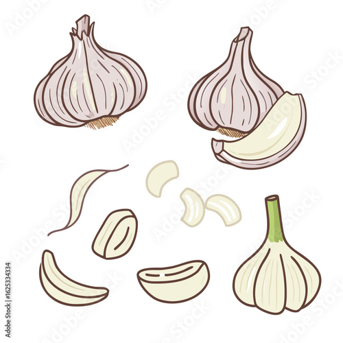 Vector illustration of garlic bulbs and cloves food ingredient