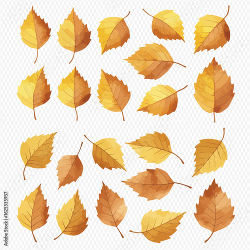 A collection of golden yellow and brown autumn birch leaves painted in a beautiful watercolor style.