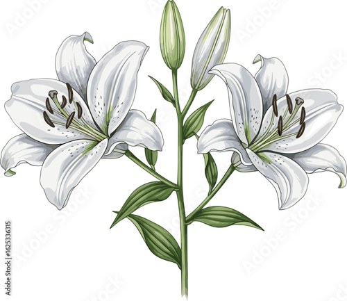 White lily flower illustration, realistic botanical art, elegant floral design, purity symbol, blooming petals, green leaves, unopened buds, nature beauty