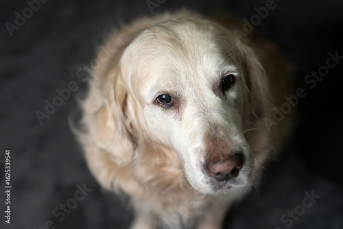 Fotografie Adorable senior portrait golden retriever dog with soulful eyes sitting indoors, looking up with love and loyalty, symbolizing friendship, aging pets, emotional bond, and the beauty of older animals