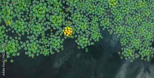 Aquatic plants creating natural green backgrounds with yellow spot in the center