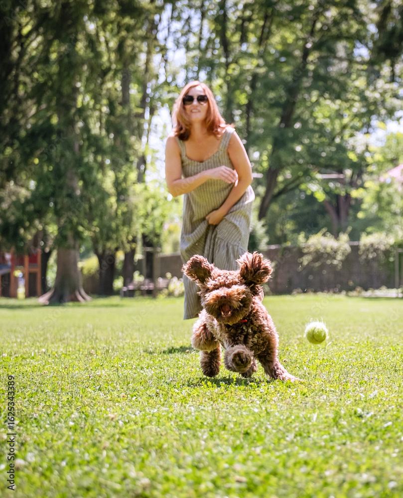 Joyful woman plays fetch with her energetic Maltipoo in lush park. Dog, captured mid-run with ears flapping, eagerly chases after tennis ball. Sunlight filters through trees during perfect day.