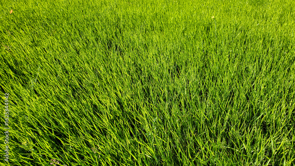 Obraz premium green grass background