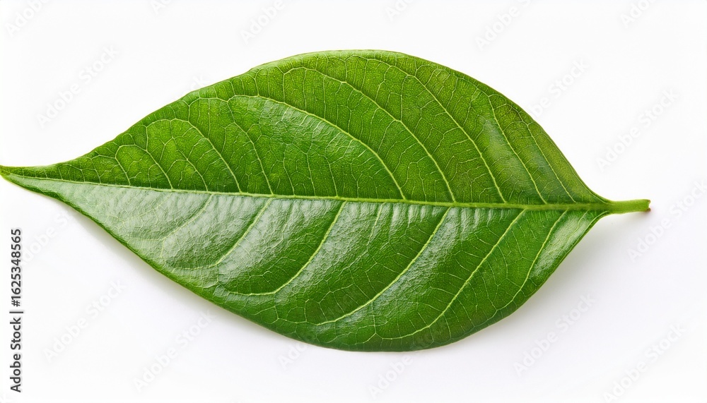 Obraz premium vibrant green leaf on white background