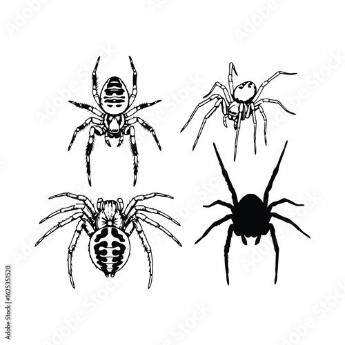 Four arachnids detailed line art and silhouette spider insect