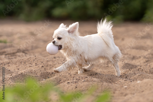Piesek rasy chihuahua bawi się piłką na plaży