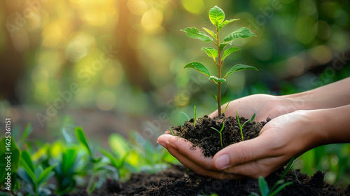 Environment Earth Day In the hands of trees growing seedlings. Bokeh green Background Female hand holding tree on nature field grass Forest conservation concept
