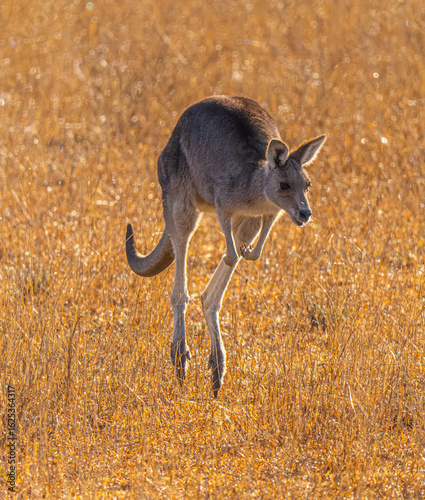 Hopping kangaroo