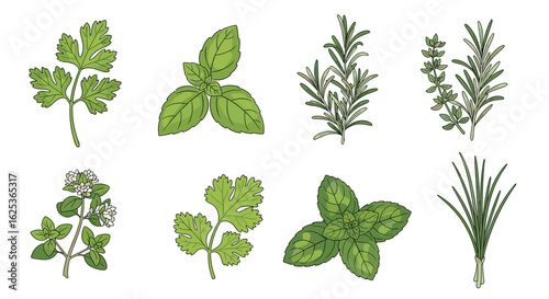 Variety of Fresh Culinary Herbs Isolated on White, Ready for Cooking and Adding Flavor to Dishes.