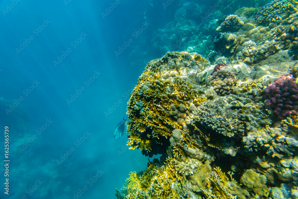 Fototapeta premium Sohal surgeonfish (Acanthurus sohal) or Sohal tang fish at the coral reef in Red sea