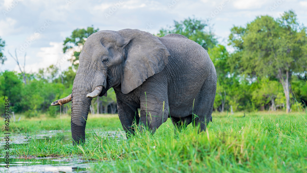 Amazing encounter with a massive bull elephant on the Khwai River, Okavango Delta, Botswana Amazing encounter with a massive bull elephant on the Khwai River, Okavango Delta, Botswana