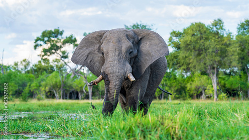 Close encounter with an African elephant on Khwai River during a mokoro safari, Okavango Delta, Botswana