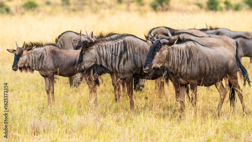 A group of wildebeests resting in the grassland, Pilanesberg National Park, South Africa