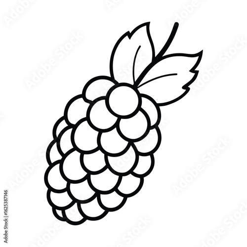 Mulberry with leaves vector on white background