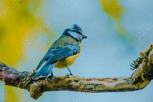Blue Tit Bird on branch